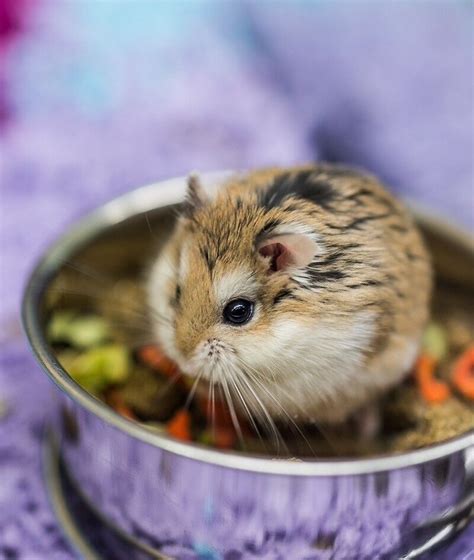 Find a dwarf russian hamsters on Gumtree, the #1 site for Hamsters For Sale classifieds ads in the UK.
